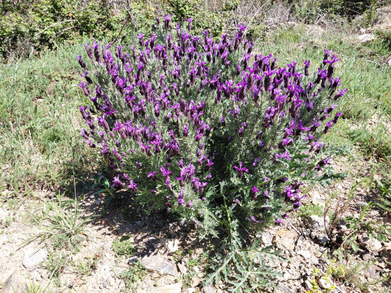 Bouquet de lavande papillon tr&egrave;s r&eacute;pandu sur le parcours