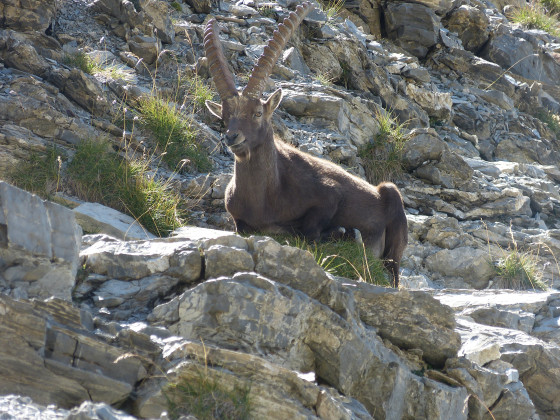 Bouquetin au col de la petite Cayolle