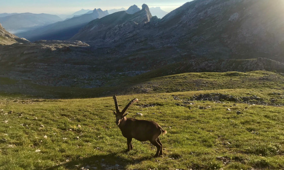 Bouquetin au-dessus du scialet des Deux Soeurs Bouquetin au-dessus du scialet des Deux Soeurs