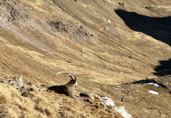 Bouquetin contemplatif sous le col de la Ponsonnière