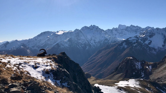 Bouquetin devant le Dôme de Monêtier