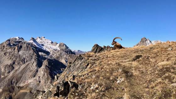 Bouquetin devant le Galibier et le Pic de la Moulinière