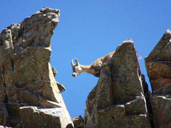 Bouquetin sur l'ar&ecirc;te