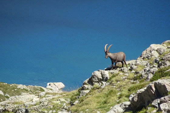 Bouquetin sur lac