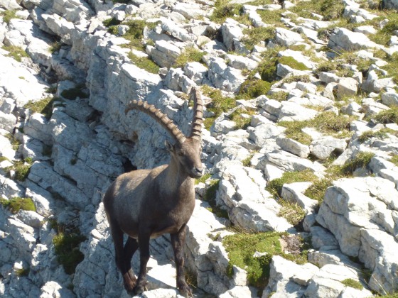 Bouquetin sur le grand Veymont