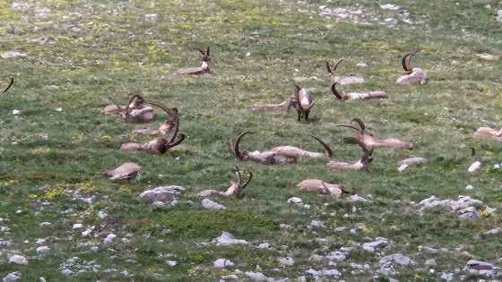 Bouquetins à proximité des crêtes de Rocheherbe