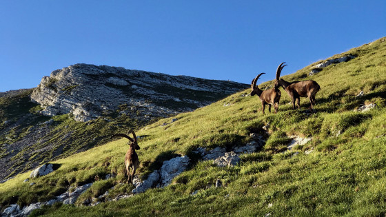 Bouquetins adultes sur les flancs d\'Agathe Bouquetins adultes sur les flancs d\'Agathe