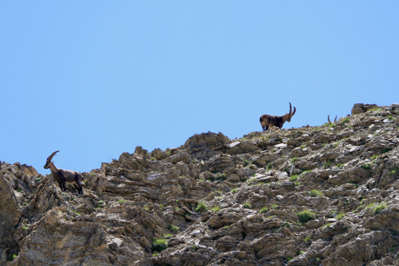 Bouquetins au col de la petite Cayolle