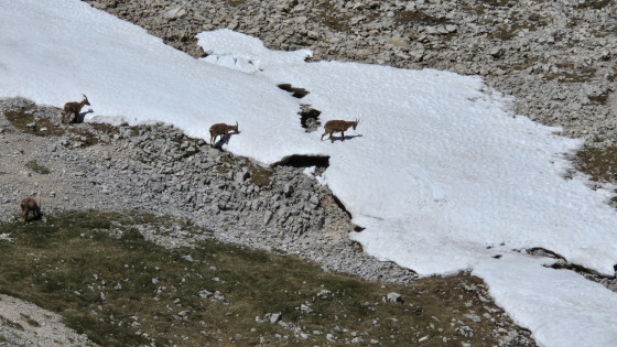 Bouquetins dans la neige
