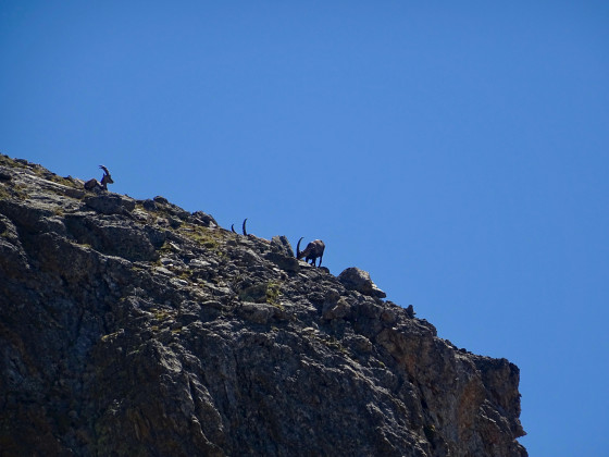Bouquetins habitués de la Pointe de Confolens