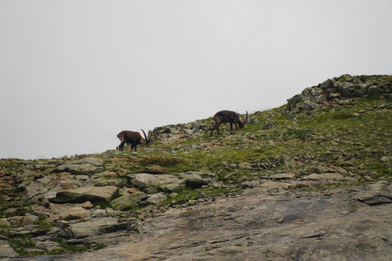 Bouquetins près du Refuge des Sources