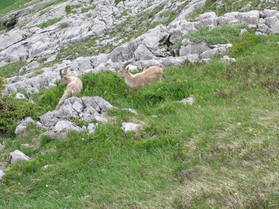 Bouquetins vus lors de la montée