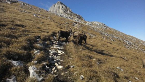 Bouquettins sous la Moucherolle