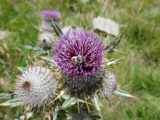 Bourdon à l\'oeuvre dans un chardon