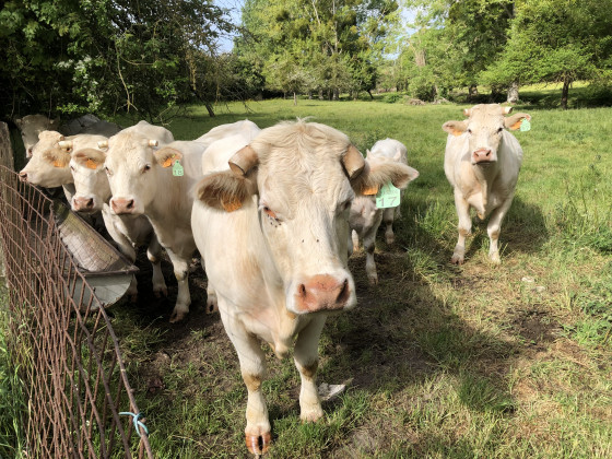 Vaches Charolaises au pré
