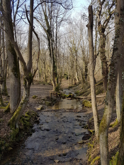 Bozançon en sous-bois