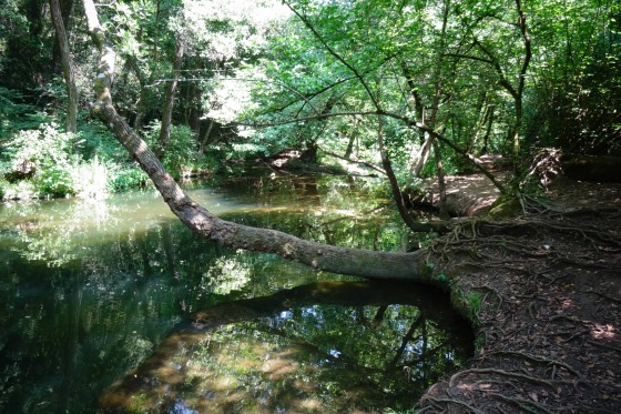 Brague tropicale