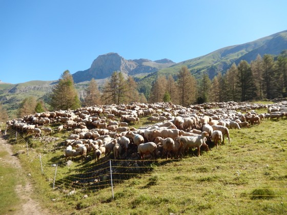 Brebis à l\'estive