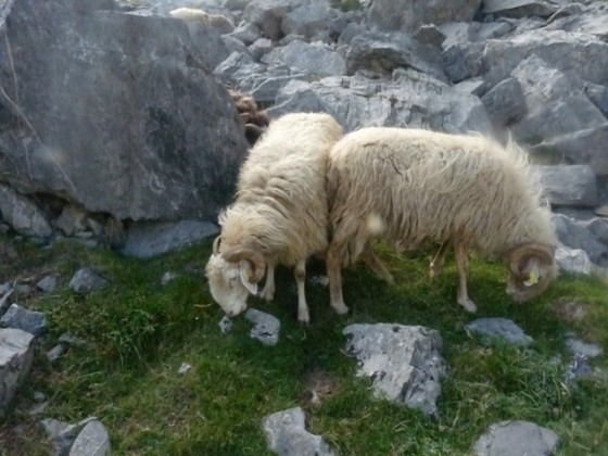 Brebis Basquobéarnaise
