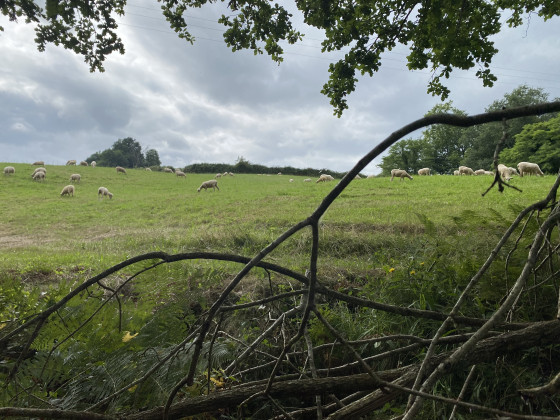 Brebis et moutons