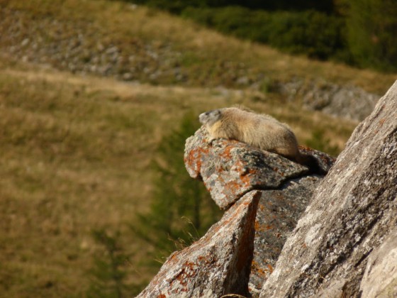 La bronzette de la marmotte