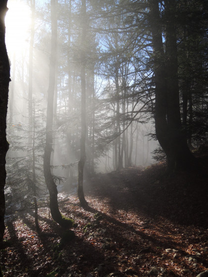 Brouillard d\'automne.