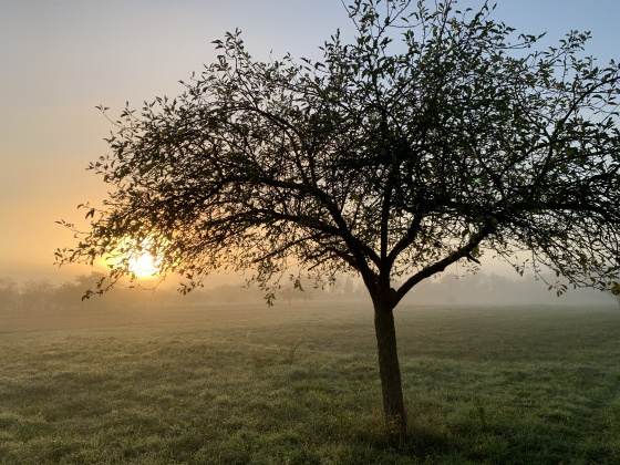 Brume du matin réjouit le promeneur
