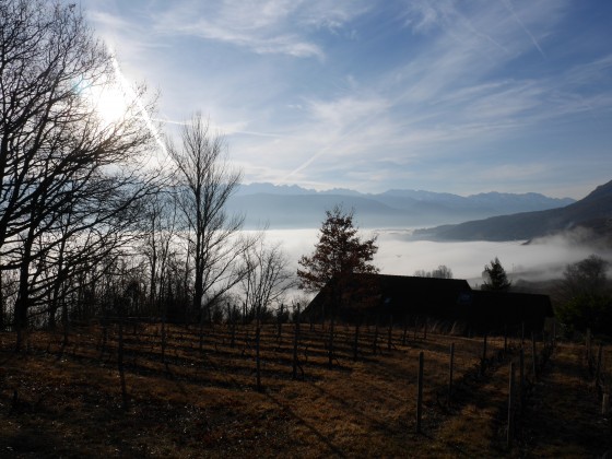 Brume matinale