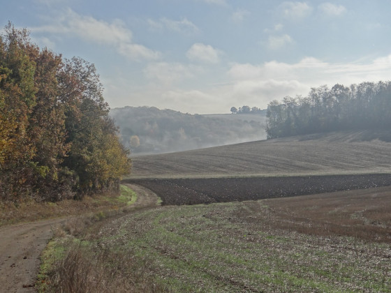 Brume matinale
