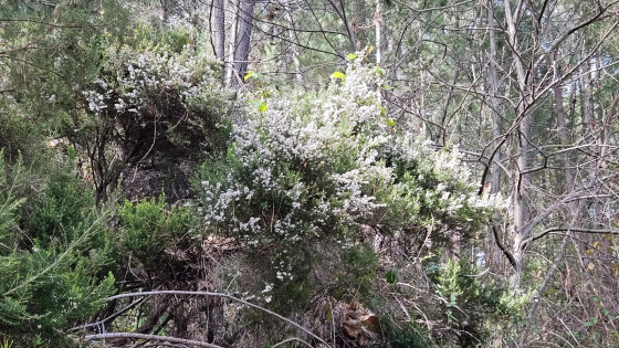 Bruyère blanche