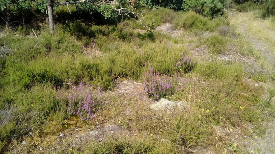 Bruyère en fleur