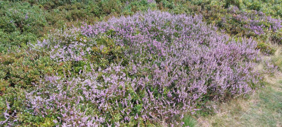 Bruyère en fleur