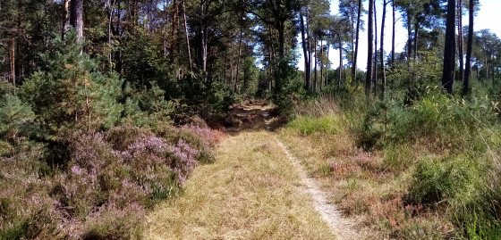 Bruy&egrave;re
