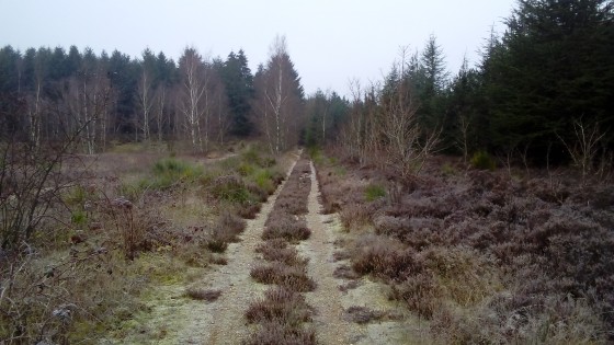 Bruyère