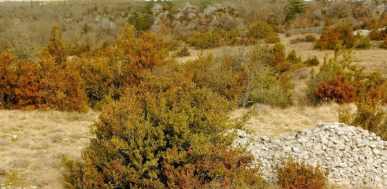 Buis et garrigues
