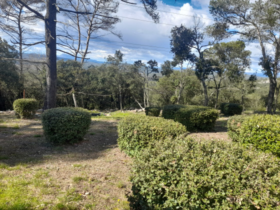 Buissons taillés en pleine nature
