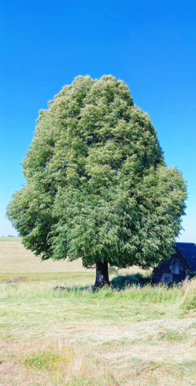 Grand arbre isolé