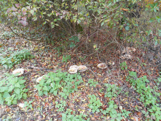 C\'est l\'automne!