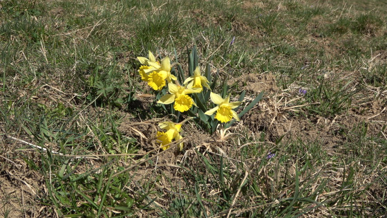 C'est la saison des jonquilles