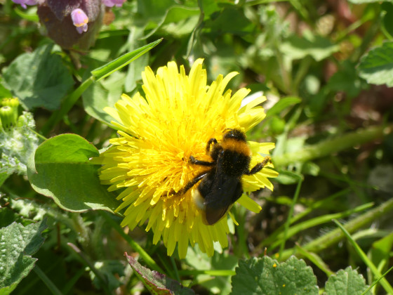 C\'est le printemps, les amis !