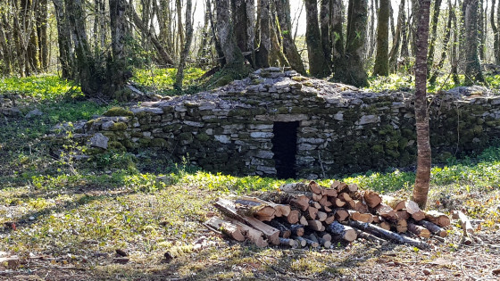 Cabane dans la sapinière