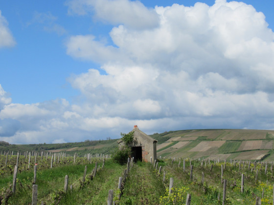 cabane dans les vignes