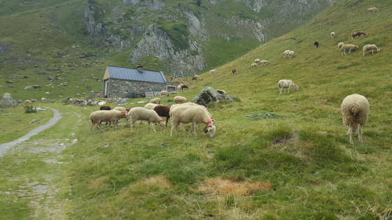 Cabane de berger et son troupeau
