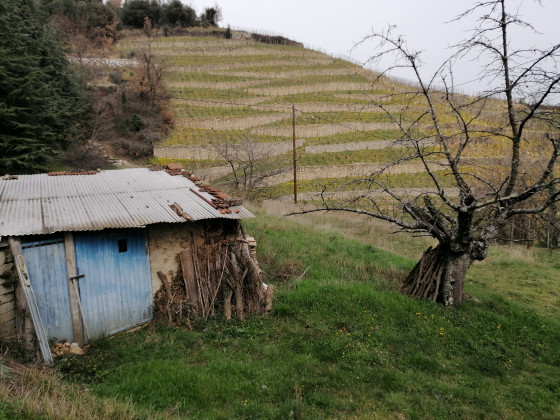 Cabane