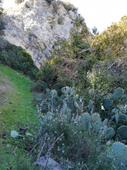 Cactus du vallon Sud