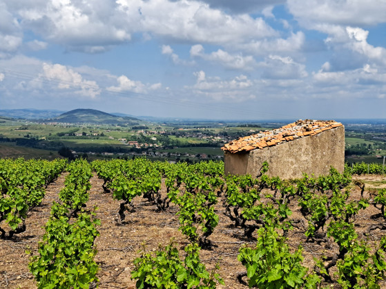 cadole du beaujolais et vue sur le Mont Brouily