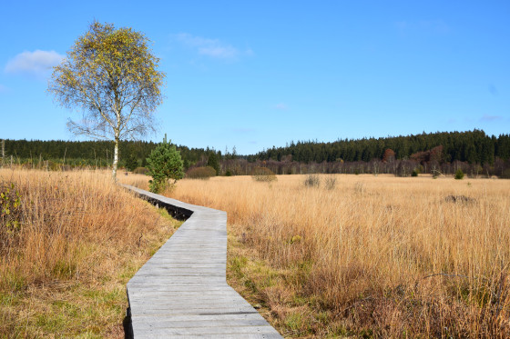 Caillebotis sur la fagne de Sourbrodt
