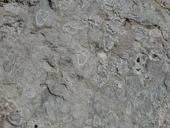 Calcaire à rudistes
