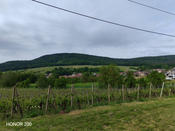 Campagne autour d'Orschwihr