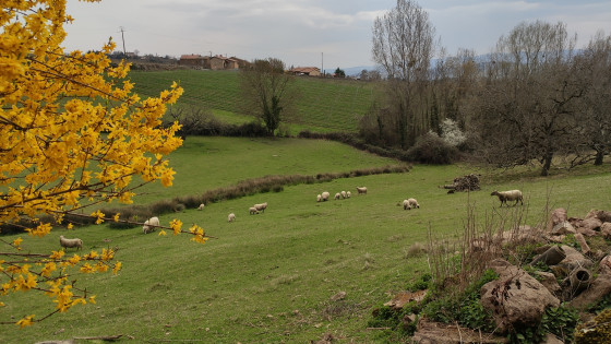 Campagne vivante